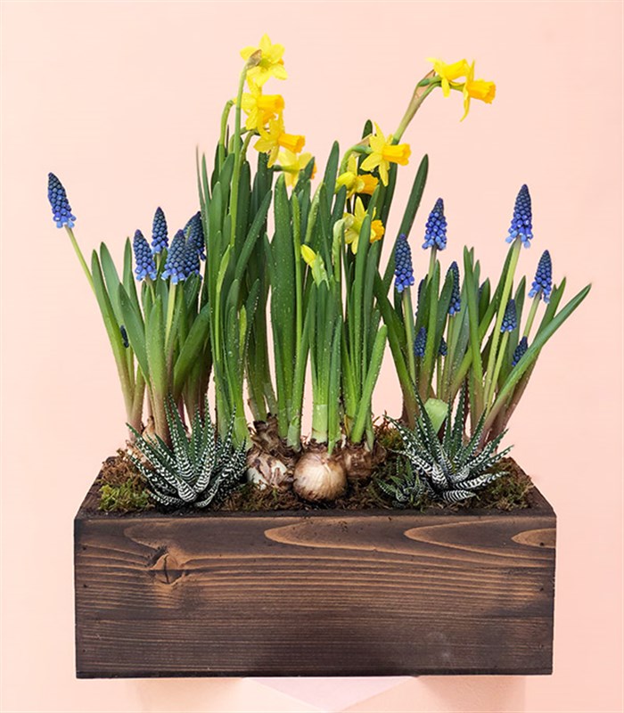 Ahşap Kasada Ekili Nergis Muscari Sukulent Bahçesi