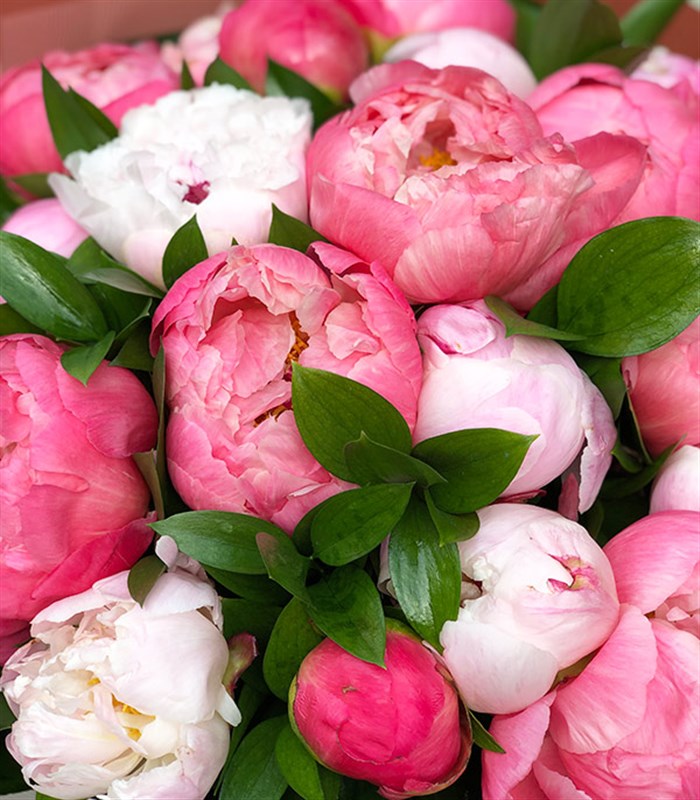 Marshmallow Grand Deluxe Mercan Pembe 20 Şakayık Buketi