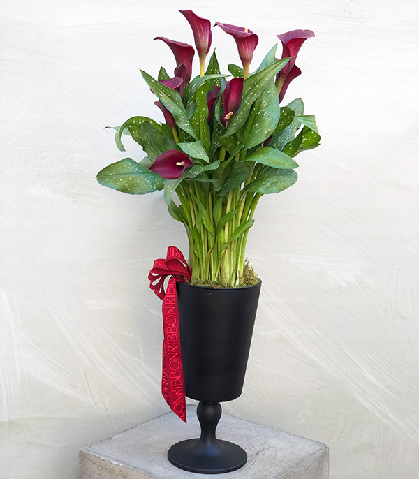 Siyah Cam Saksıda Bordo Gala Çiçeği
