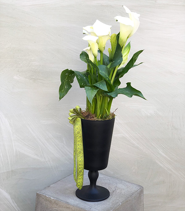 White Gala Black Glass Flower in Pot