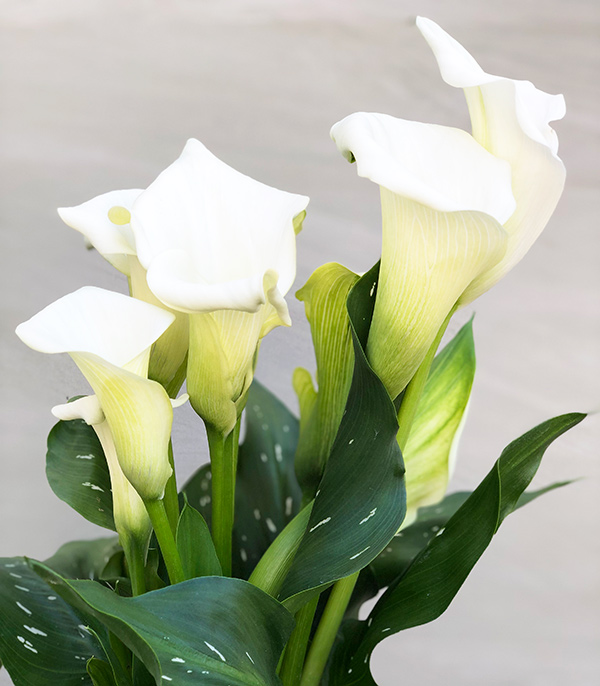 Siyah Cam Saksıda Beyaz Gala Çiçeği