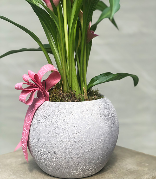 Pink Gala Black Concrete Flower in Pot