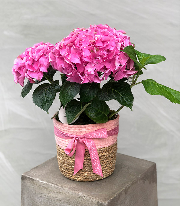 Pink Hydrangea in Basket