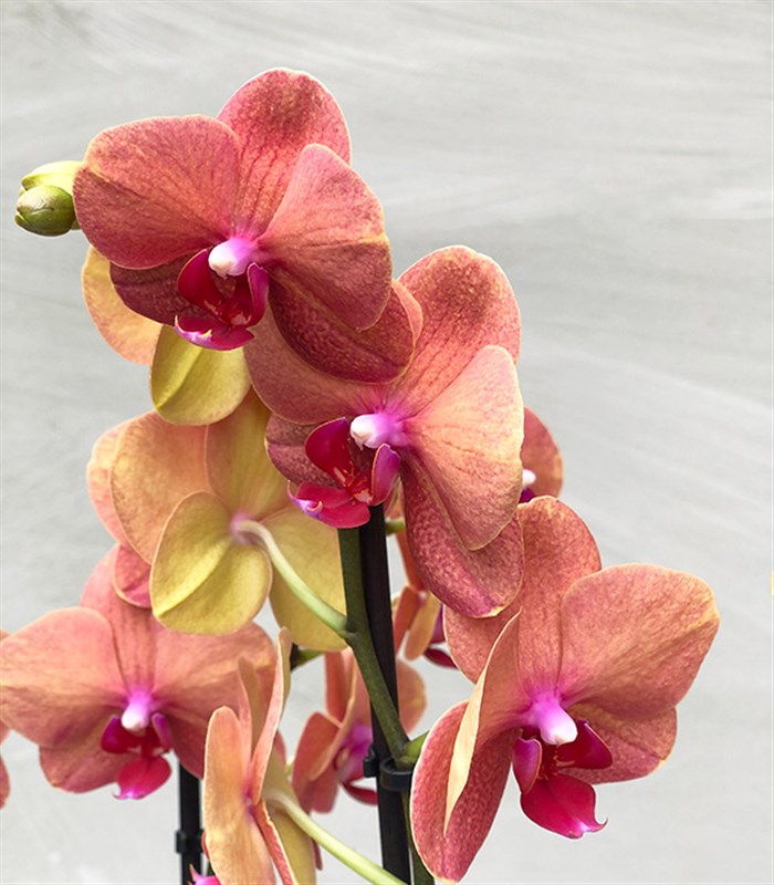 Beton Saksıda 4 Dal Orkide Narçiçeği Quatro