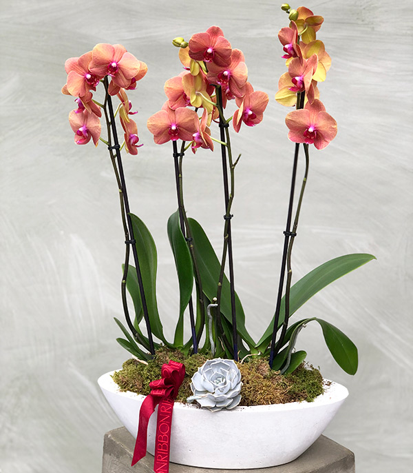 Coral Potted Orchid 4 Stems Quatro