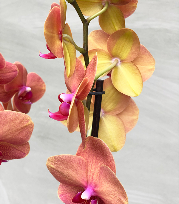 Beton Saksıda 4 Dal Orkide Narçiçeği Quatro