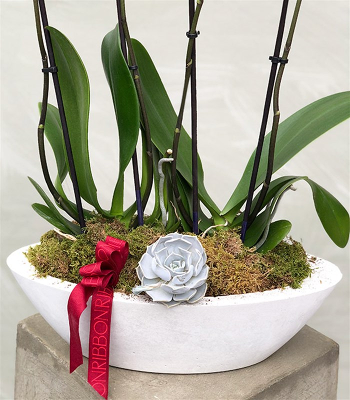 Beton Saksıda 4 Dal Orkide Narçiçeği Quatro