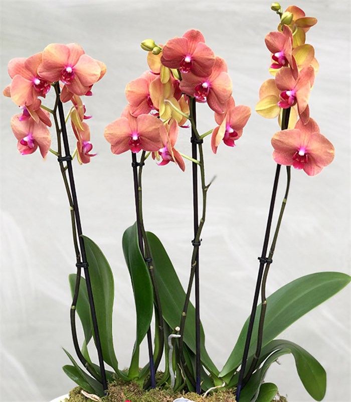 Beton Saksıda 4 Dal Orkide Narçiçeği Quatro