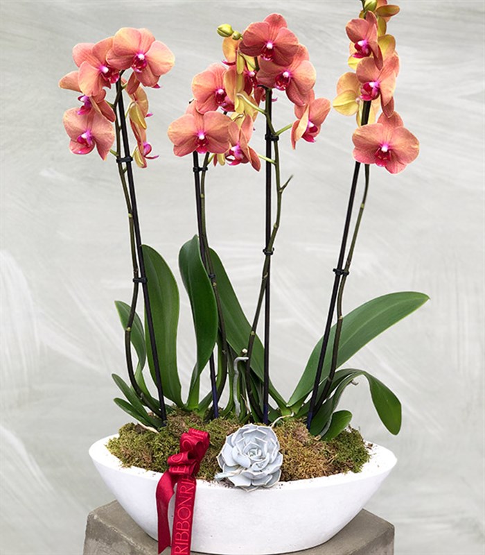 Beton Saksıda 4 Dal Orkide Narçiçeği Quatro
