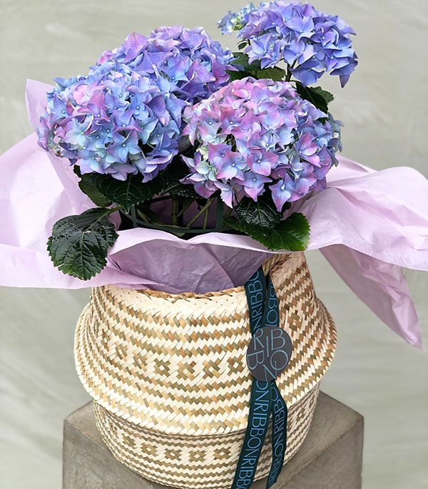 Purple Hydrangea in Folding Basket