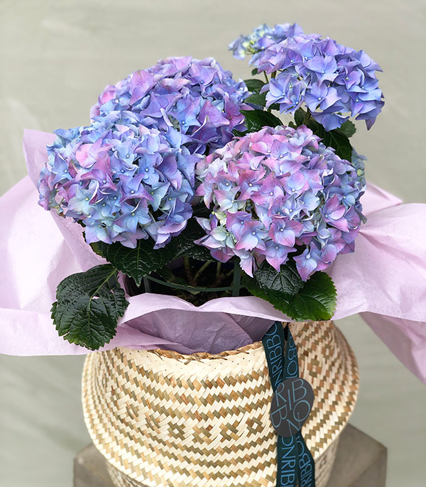 Purple Hydrangea in Folding Basket