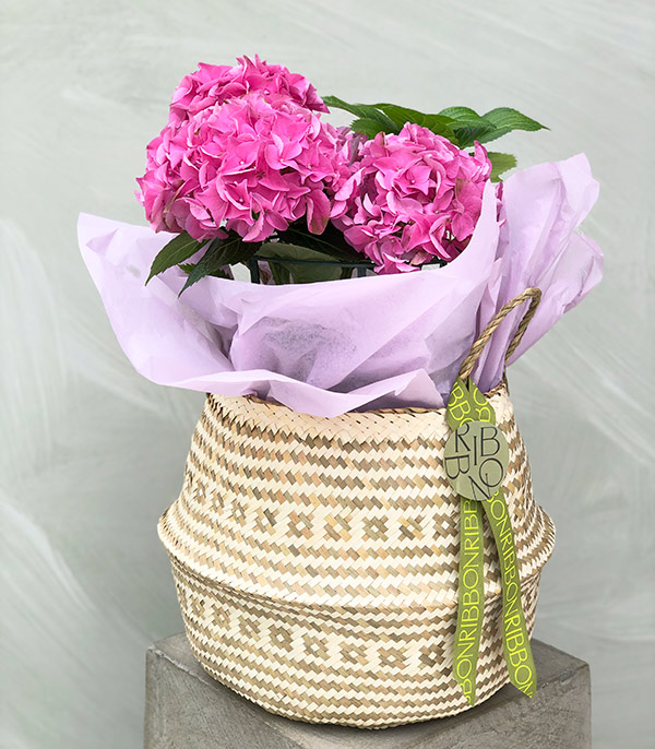 Pink Hydrangea in Folding Basket