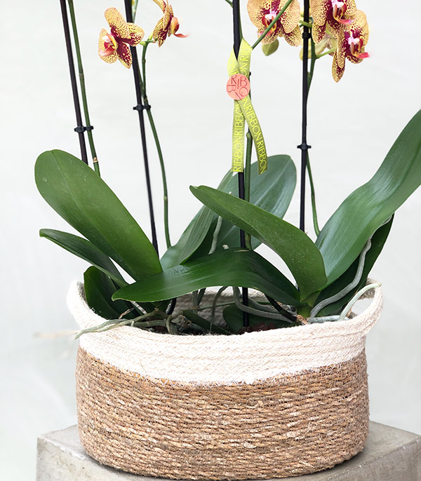 4 Branches Orchid Yellow in Wicker Basket
