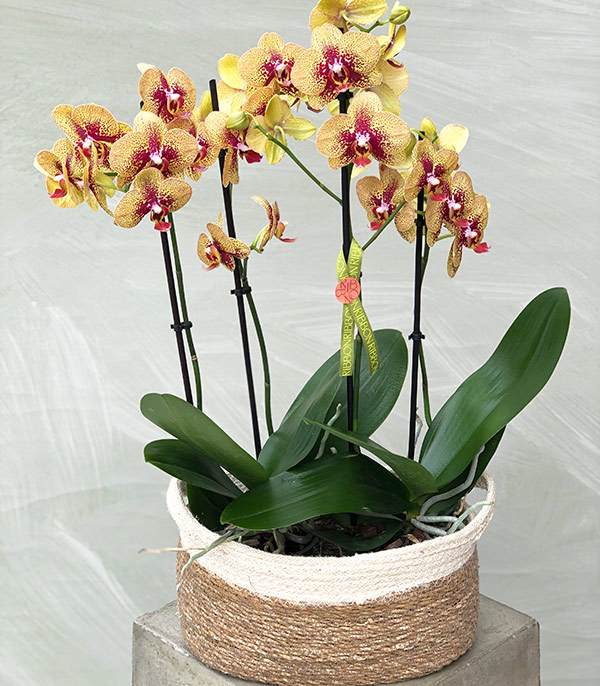 4 Branches Orchid Yellow in Wicker Basket