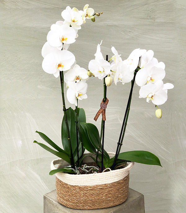 4 Branches Orchid White in Wicker Basket