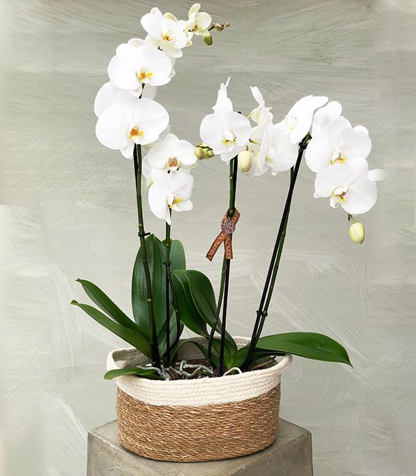 4 Branches Orchid White in Wicker Basket