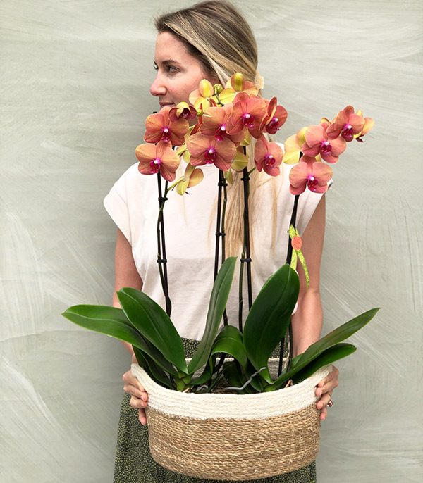 Coral Potted Orchid 4 Stems Wicker Basket
