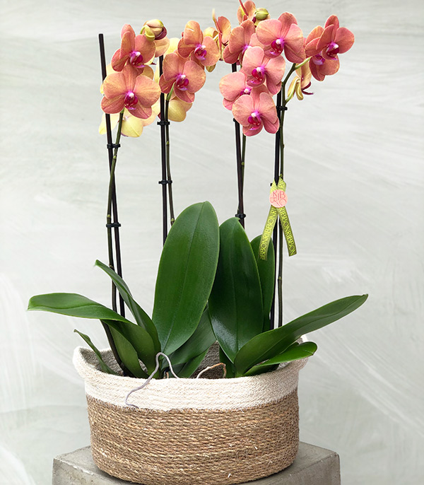 Coral Potted Orchid 4 Stems Wicker Basket