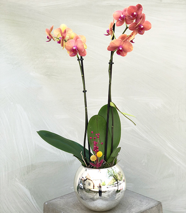 Luxe Silver Vase Coral Potted Orchid