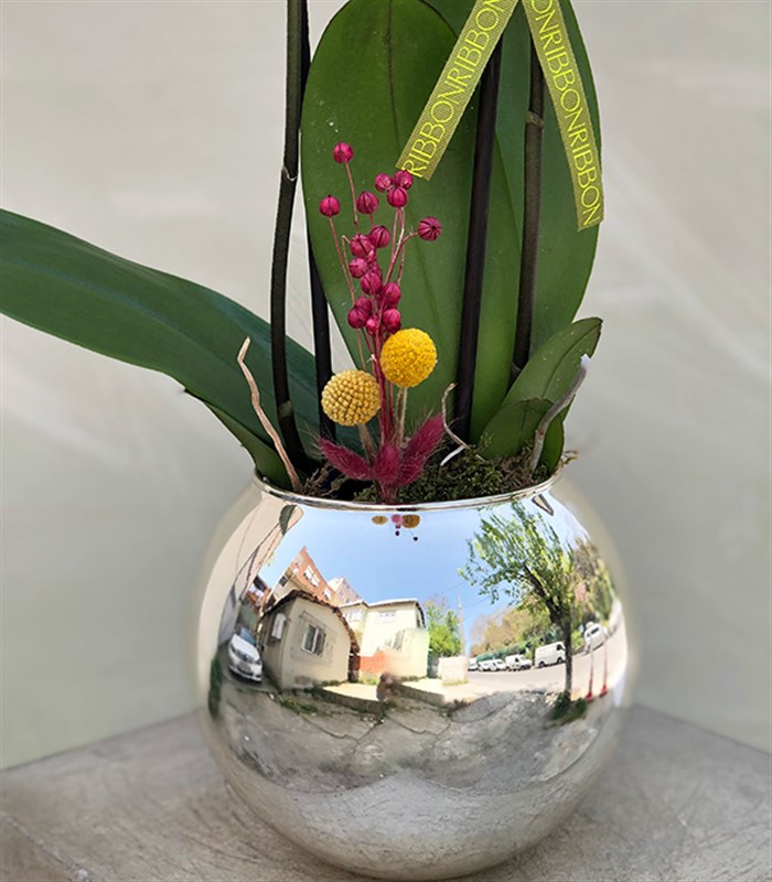 Luxe Silver Vazoda Orkide Narçiçeği 2 Dallı