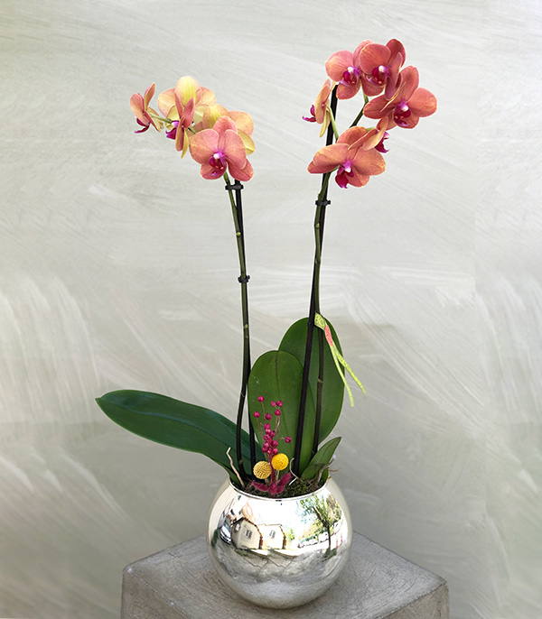 Luxe Silver Vase Coral Potted Orchid