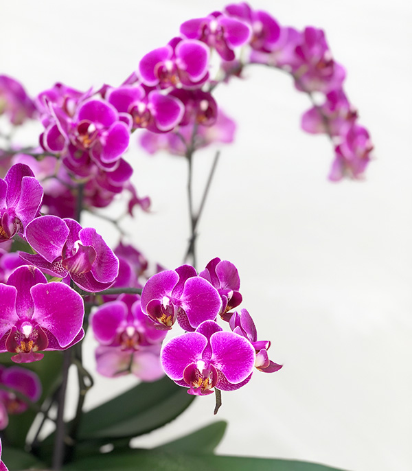 Grand Deluxe Fuchsia Bellisimo Orchid