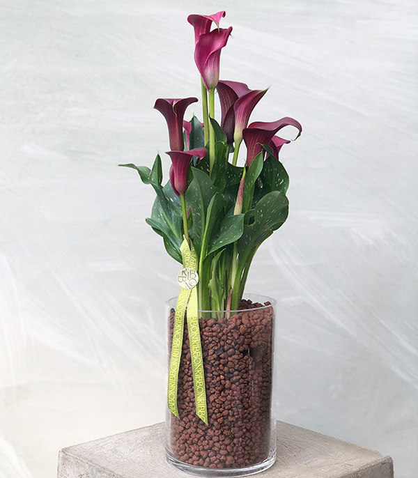 Burgundy Gala in Glass Flower Pot