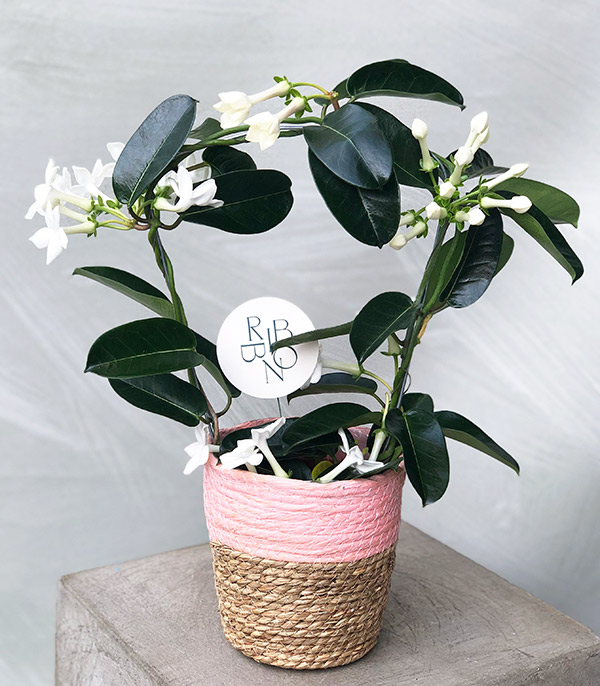 White Jasmine Flower in Wicker Basket