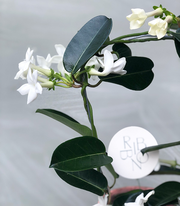 Hasır Sepette Beyaz Yasemin Çiçeği