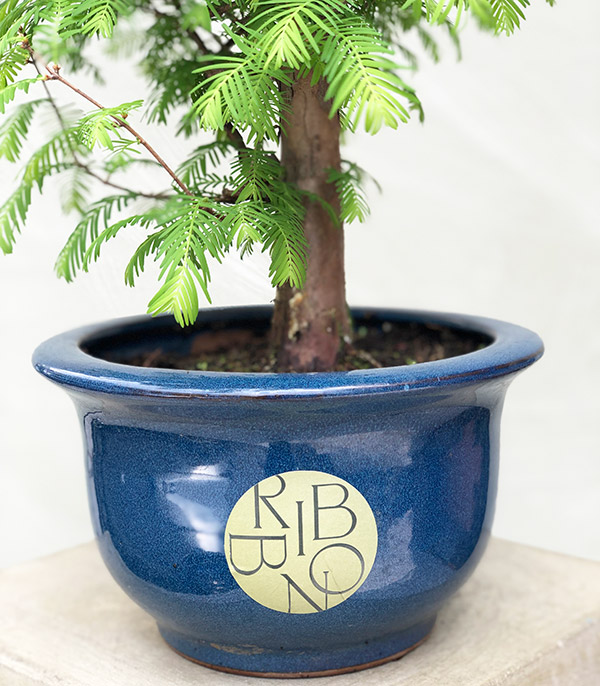 Seramik Saksıda Deluxe Bonsai Ağacı 60 cm
