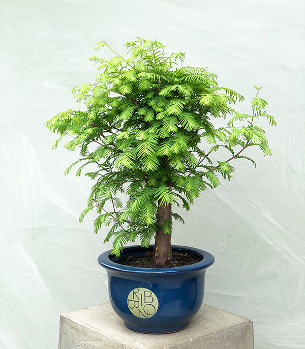 Seramik Saksıda Deluxe Bonsai Ağacı 60 cm