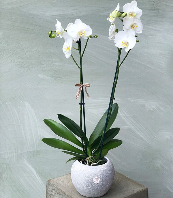 Luxe Stone Vase White Potted Orchid