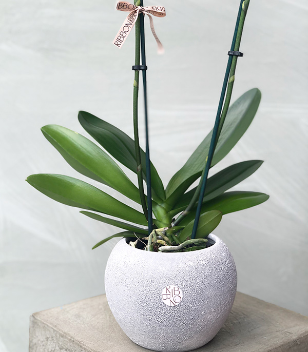 Luxe Stone Vase White Potted Orchid
