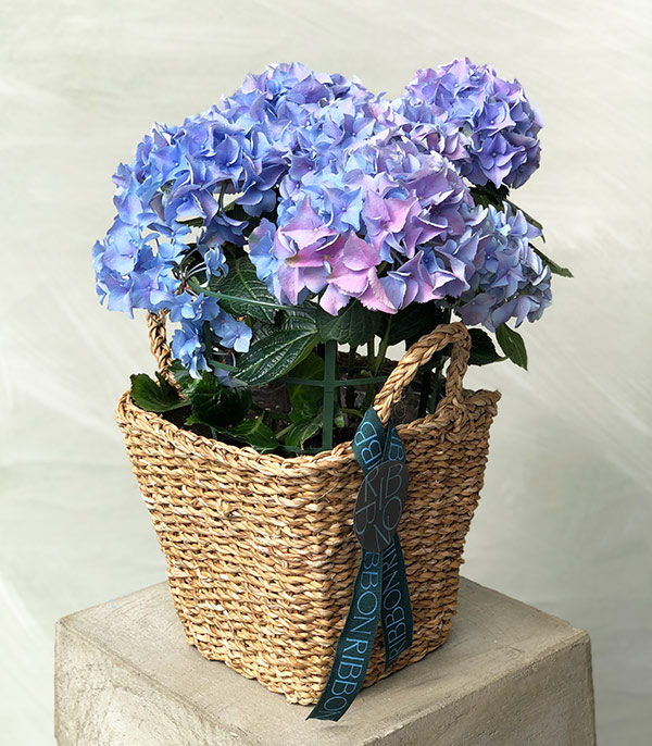 Purple Hydrangea in Wicker Basket