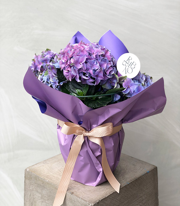 Purple Hydrangea in Pot