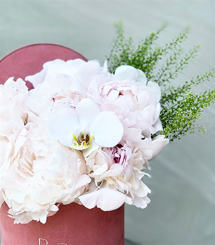 Pembe Kutuda 7 Beyaz Şakayık