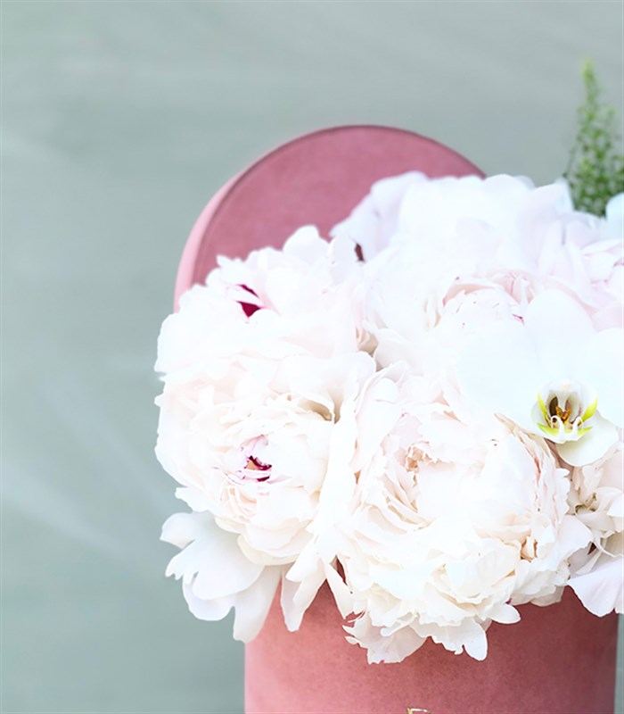 Pembe Kutuda 7 Beyaz Şakayık