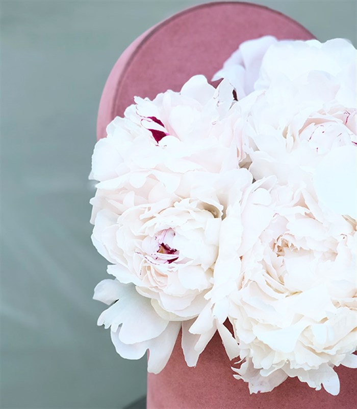 Pembe Kutuda 7 Beyaz Şakayık