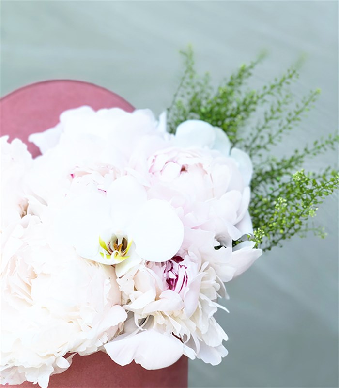 Pembe Kutuda 7 Beyaz Şakayık