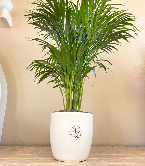 Areca Dypsis Lutescens in Ceramic Pot Areca Palm 100 cm