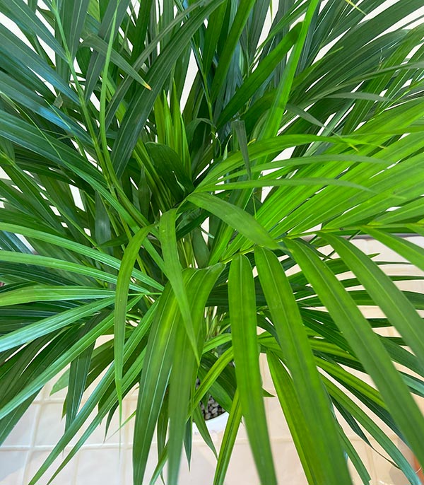 Areca Dypsis Lutescens Seramik Saksıda Areka Palmiyesi 100 cm