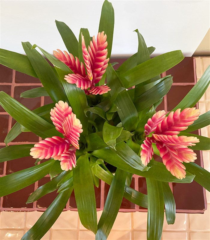Guzmania Seramik Saksıda Guzmanya Çiçeği Coral