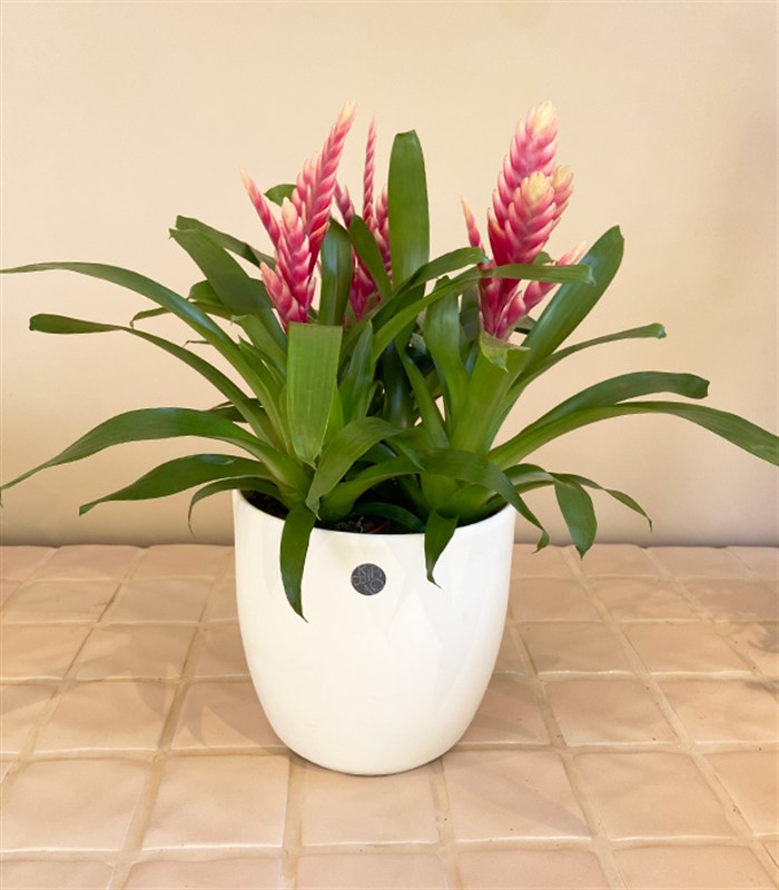 Guzmania Seramik Saksıda Guzmanya Çiçeği Coral