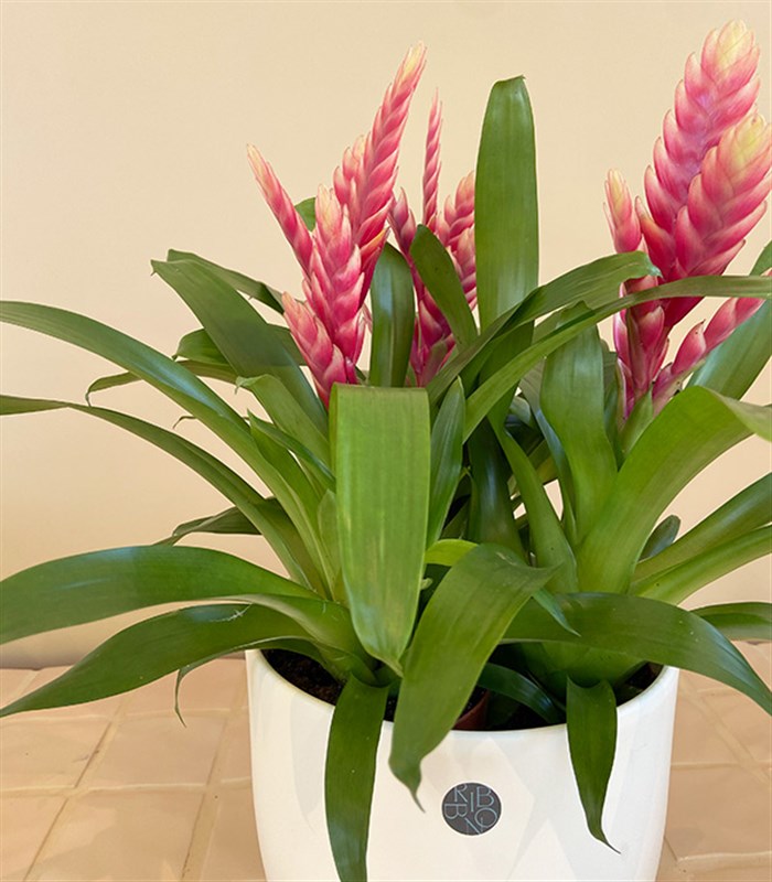 Guzmania Seramik Saksıda Guzmanya Çiçeği Coral