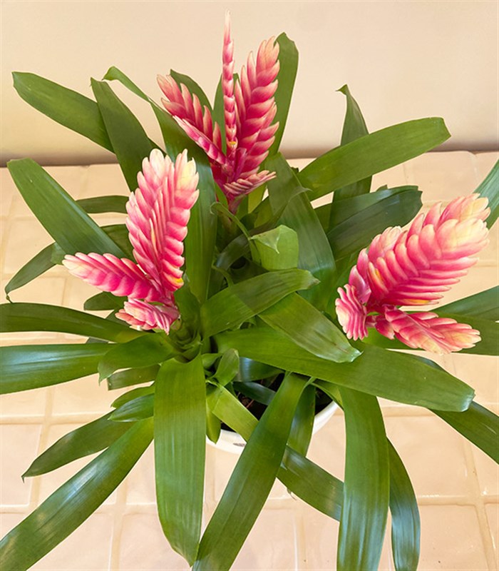 Guzmania Seramik Saksıda Guzmanya Çiçeği Coral
