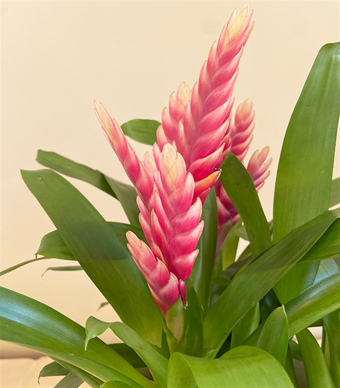 Guzmania Seramik Saksıda Guzmanya Çiçeği Coral