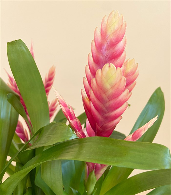 Guzmania Seramik Saksıda Guzmanya Çiçeği Coral