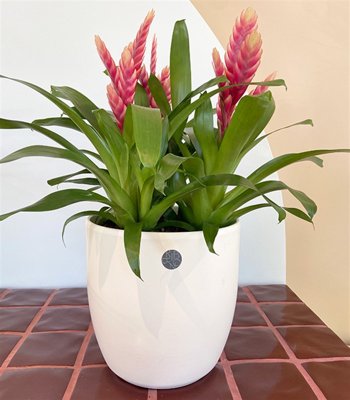 Guzmania Seramik Saksıda Guzmanya Çiçeği Coral