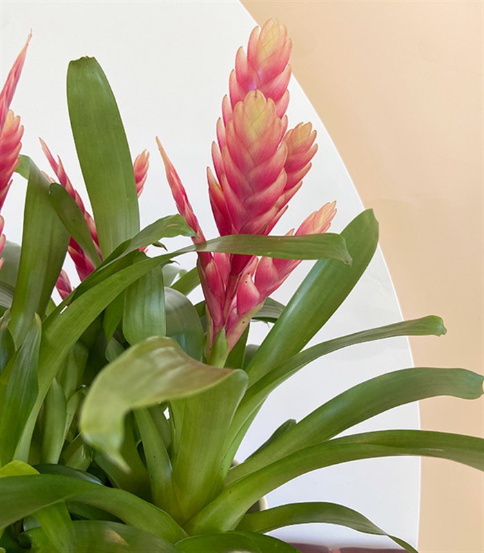 Guzmania Seramik Saksıda Guzmanya Çiçeği Coral