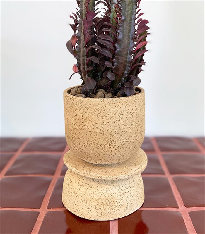 Euphorbia Rubra El İşi Seramik Saksıda Süt Ağacı Kaktüs